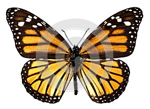 Isolated monarch butterfly photo