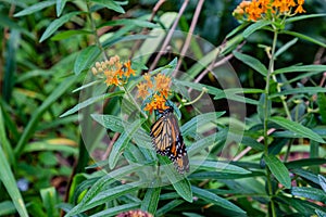 Isolated Monarch butterfly, Danaus plexippus, wanderer, on orange butterfly weed flower  Omaha Nebraska