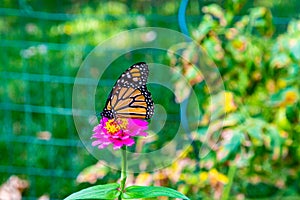 Isolated Monarch butterfly, Danaus plexippus, wanderer, on pink Zinnia flower  Omaha Nebraska