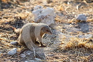 Isolated Mongoose on the African plain