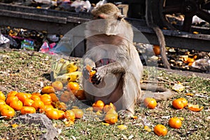 Isolated monkey  crab eating macaque, Macaca fascicularis loves tangerines in Lopburi, Thailand