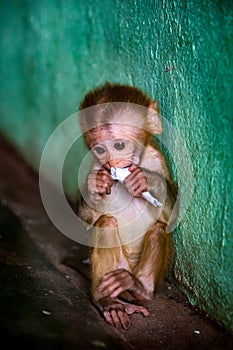 Isolated monkey cub with rolled up paper in hand