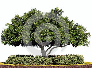 Isolated Moreton Bay Fig Tree photo