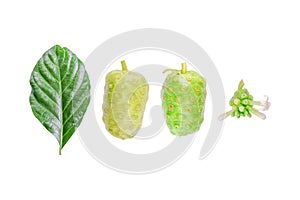 Isolated Morinda citrifolia or indian mulberry, noni fruit on white background