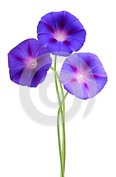 Isolated morning glory flowers