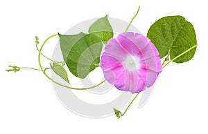 Isolated Morning Glory with vines and leaves on a white background