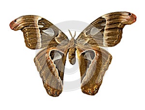 Isolated moth has a brown & tan pattern on his wings. He is approximately 6 to 8 \