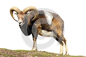 Isolated mouflon looking at the camera