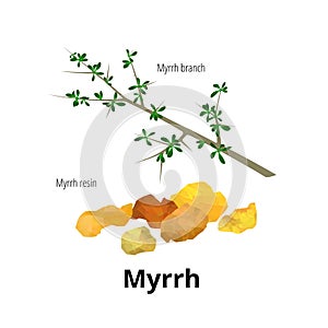 Isolated myrrh branch with leaves and resin. Vector illustration