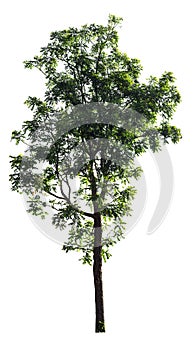 Isolated neem tree on white background