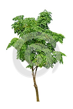 Isolated neem tree on a white background (Die cutting)