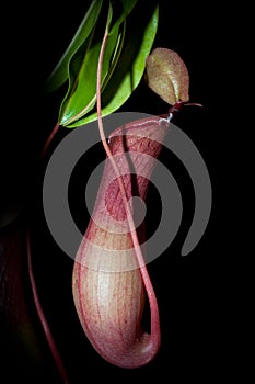 Isolated nepenthes plant (black background)