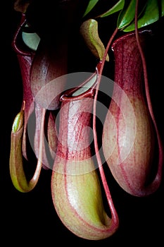 Isolated nepenthes plant (black background)