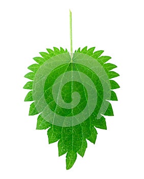 Isolated nettle leaf