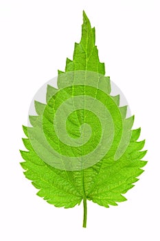 Isolated nettle leaf