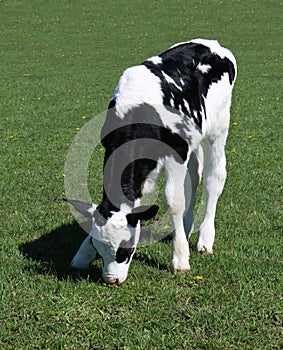 Isolated newborn black and white calf standing in the meadow