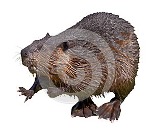 Isolated of North American Beaver