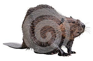 Isolated North American Beaver