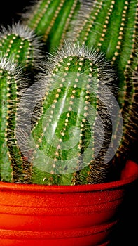 Isolated Notocactus magnificus