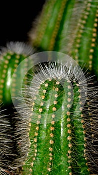 Isolated Notocactus magnificus