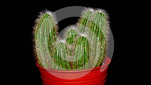 Isolated Notocactus magnificus