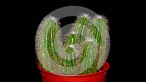 Isolated Notocactus magnificus