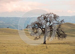 Isolated Oak Tree in California