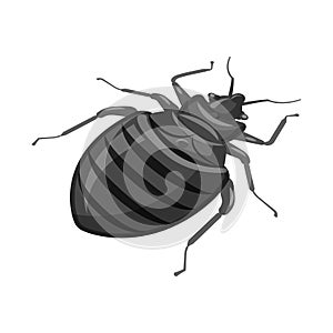 Isolated object of beetle and black sign. Collection of beetle and arthropod vector icon for stock.