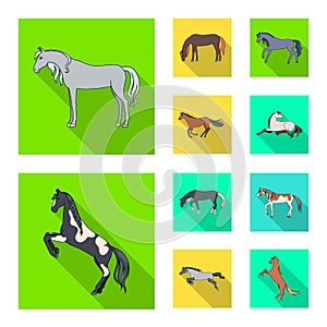 Isolated object of breed and equestrian logo. Set of breed and mare vector icon for stock.