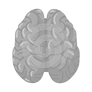 Isolated object of cerebrum and hemisphere icon. Graphic of cerebrum and gyri stock vector illustration.