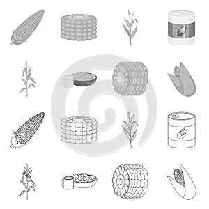 Isolated object of cornfield and vegetable logo. Set of cornfield and vegetarian vector icon for stock.