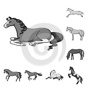 Isolated object of farm and riding symbol. Collection of farm and equestrian stock vector illustration.