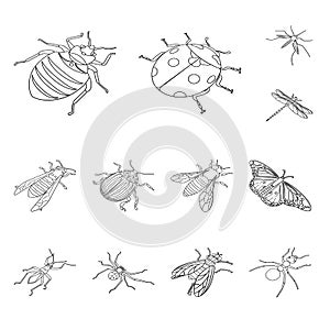 Isolated object of fauna and entomology symbol. Collection of fauna and animal stock vector illustration.