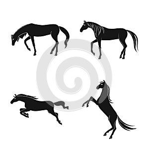Isolated object of fauna and mare logo. Set of fauna and stallion stock vector illustration.