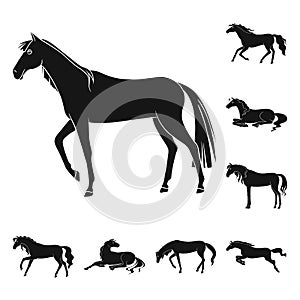 Isolated object of fauna and mare sign. Collection of fauna and stallion stock vector illustration.