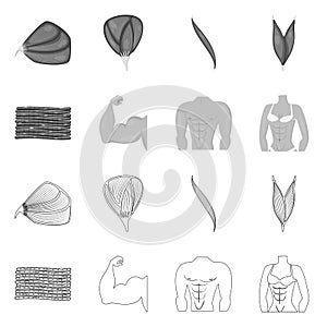 Isolated object of fiber and muscular sign. Set of fiber and body stock symbol for web.