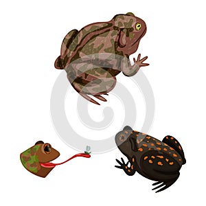 Vector illustration of frog and anuran logo. Collection of frog and animal stock vector illustration. photo