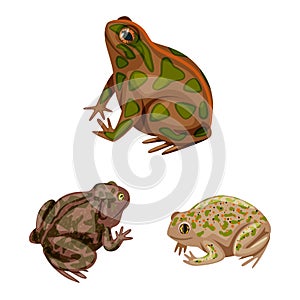 Isolated object of frog and anuran icon. Set of frog and animal stock symbol for web.