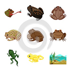 Isolated object of frog and anuran sign. Set of frog and animal stock symbol for web.