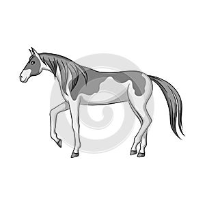 Isolated object of horse and steed sign. Collection of horse and western vector icon for stock.