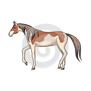 Isolated object of horse and steed sign. Set of horse and western stock vector illustration.