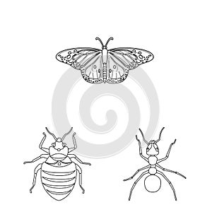 Isolated object of insect and fly icon. Collection of insect and element stock vector illustration.