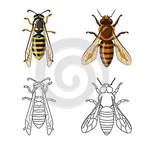 Isolated object of insect and fly logo. Collection of insect and element vector icon for stock.