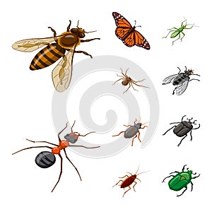 Isolated object of insect and fly logo. Collection of insect and entomology vector icon for stock.