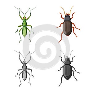 Isolated object of insect and fly logo. Set of insect and element vector icon for stock.