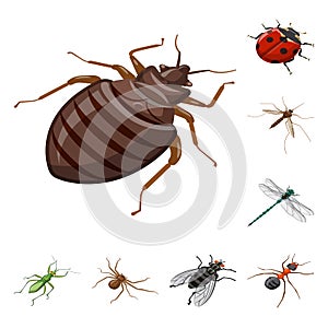 Isolated object of insect and fly symbol. Set of insect and entomology vector icon for stock.