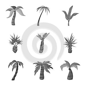 Isolated object of jungle and botanical sign. Collection of jungle and flora vector icon for stock.