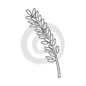 Isolated object of spikelet and rice symbol. Collection of spikelet and growth stock vector illustration.
