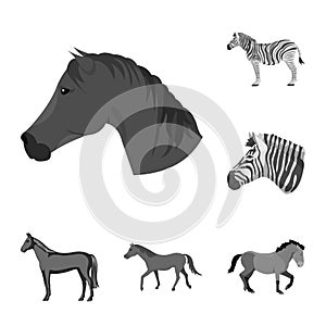 Isolated object of trot and running logo. Collection of trot and clipart stock vector illustration.