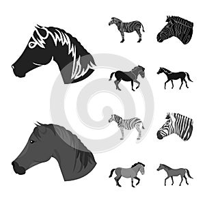 Isolated object of trot and running logo. Set of trot and clipart stock symbol for web.
